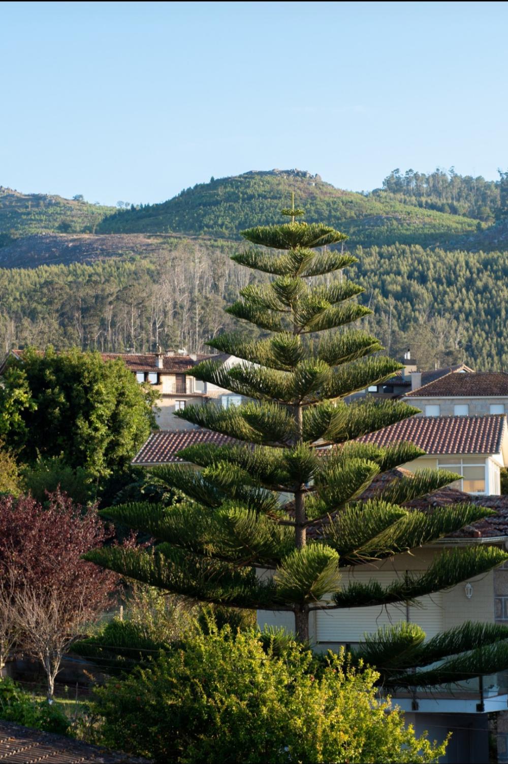  till salu villa Coruxo Vigo 9