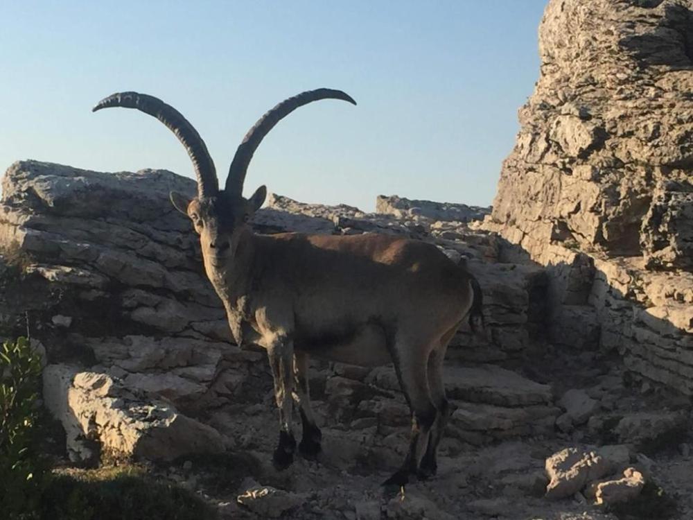  till salu hus Els Reguers Baix Ebre 8