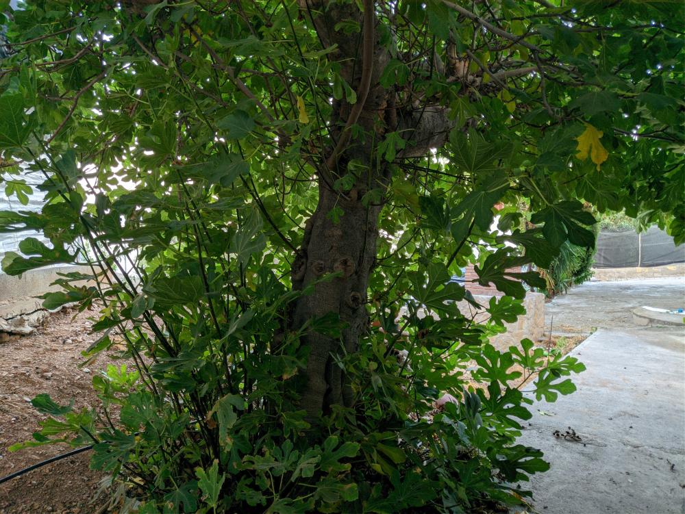  till salu tomt Castell De Ferro Costa Tropical 15