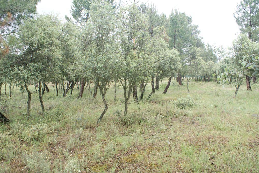  till salu tomt Marugán Campiña Segoviana 8