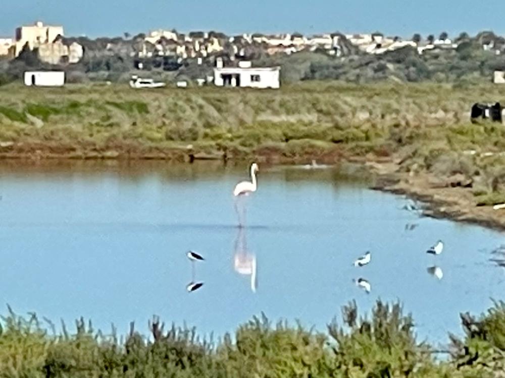  till salu radhus Puerto Real Bahía De Cádiz 12