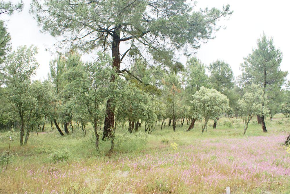 till salu tomt Marugán Campiña Segoviana 6