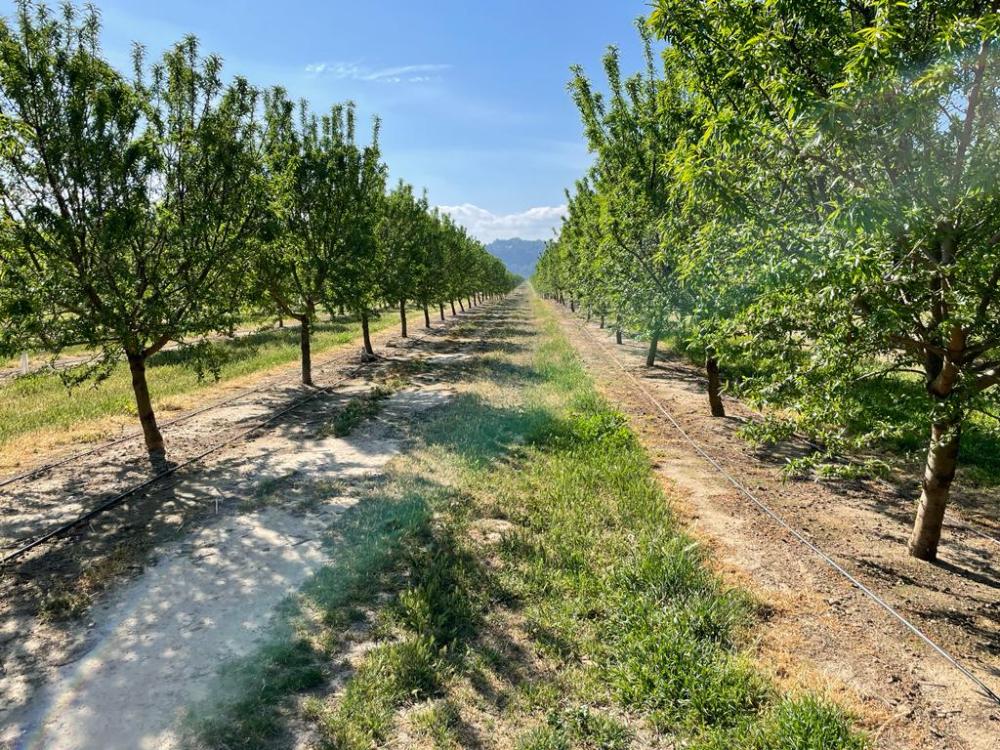  till salu hus på landet Miravet Ribera D'ebre 6