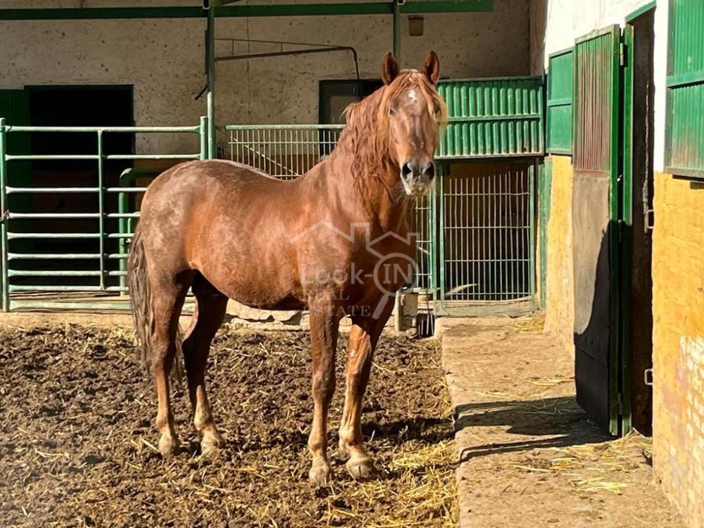  till salu hus på landet Ronda Vega De Granada 42