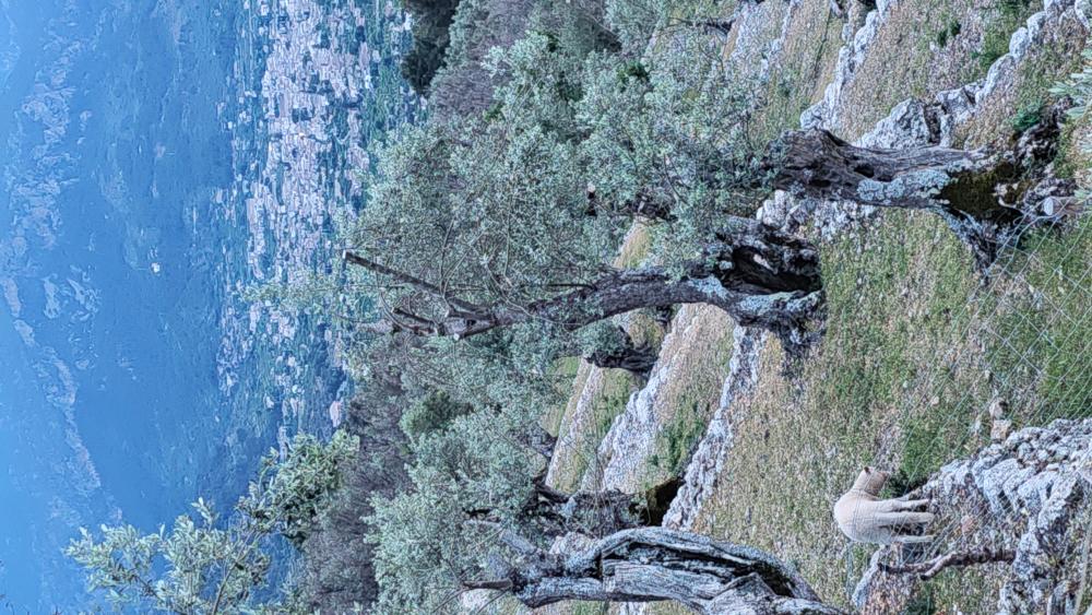  till salu hus på landet Fornalutx Tramuntana 11