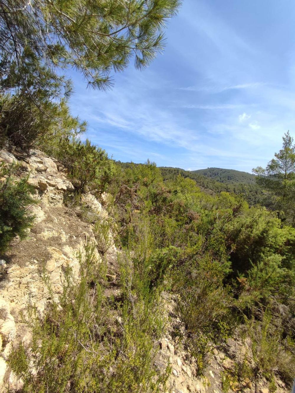  till salu tomt Sant Carles De Peralta Santa Eulària Des Riu 4