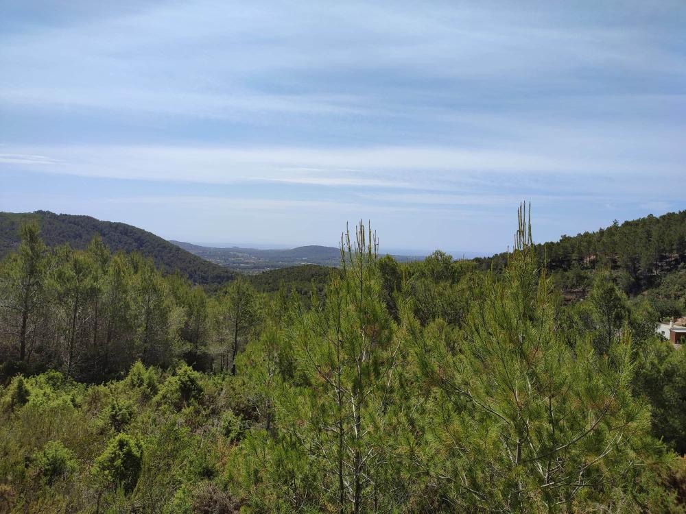  till salu tomt Sant Carles De Peralta Santa Eulària Des Riu 2