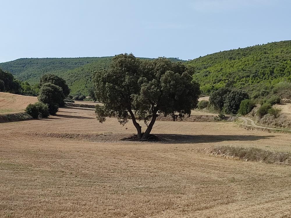  till salu hus Castejón De Valdejasa Cinco Villas 54