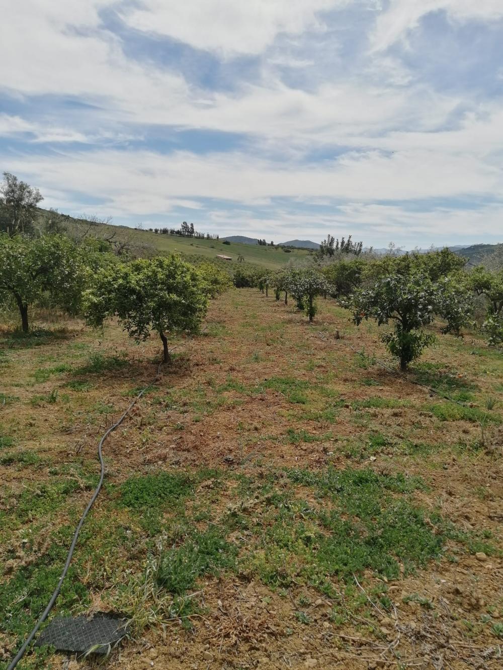  till salu hus Bermejo-Caracuel Valle Del Guadalhorce 39