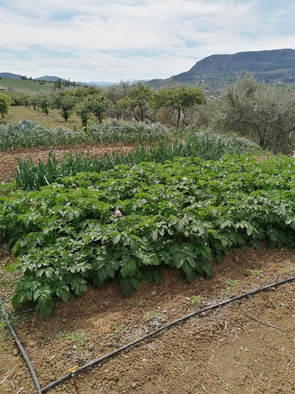  till salu hus Bermejo-Caracuel Valle Del Guadalhorce 38