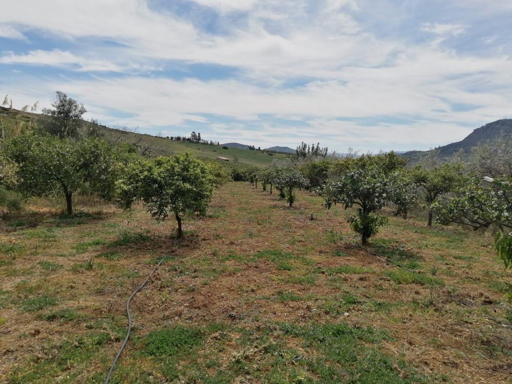  till salu hus Bermejo-Caracuel Valle Del Guadalhorce 37