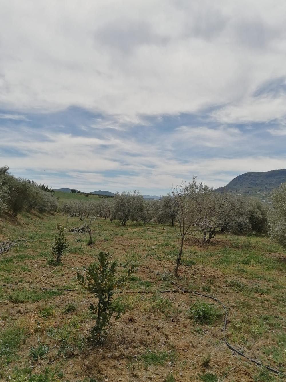  till salu hus Bermejo-Caracuel Valle Del Guadalhorce 33