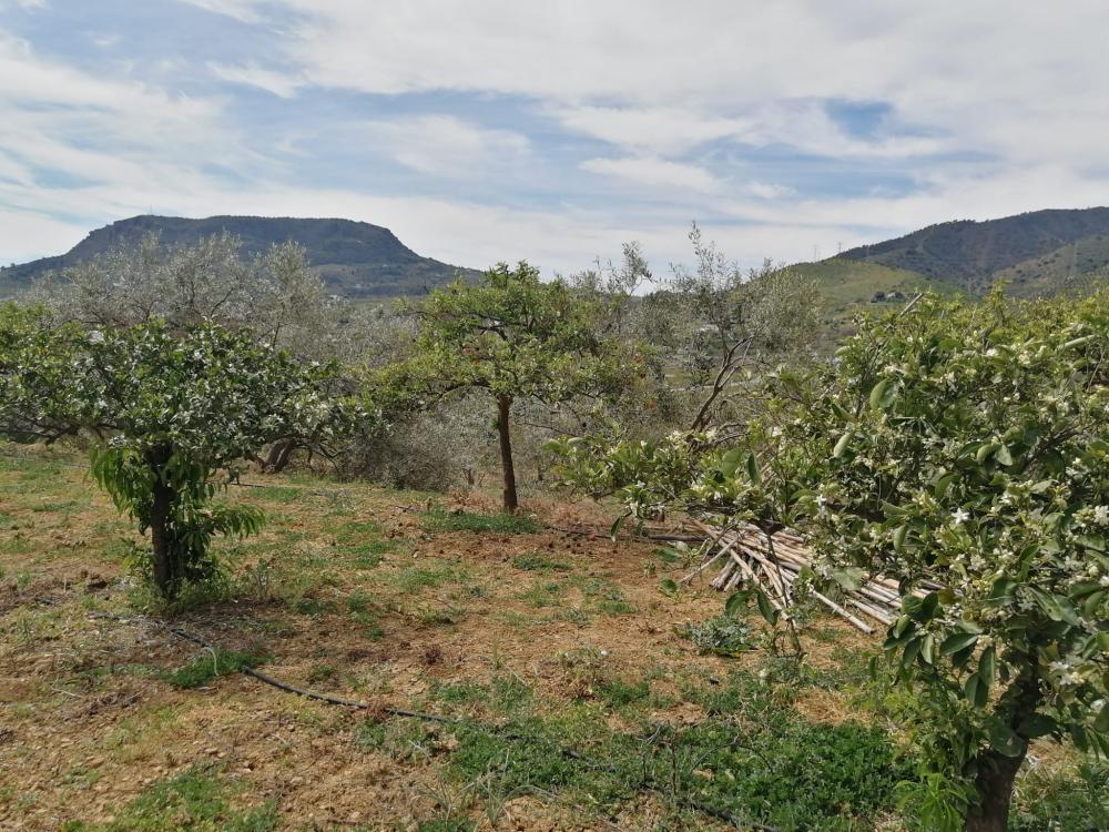  till salu hus Bermejo-Caracuel Valle Del Guadalhorce 36