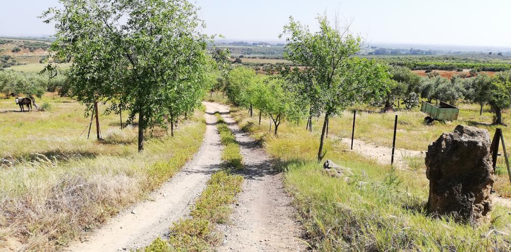  till salu hus på landet Villanueva Del Río Y Minas Vega Del Guadalquivir 37