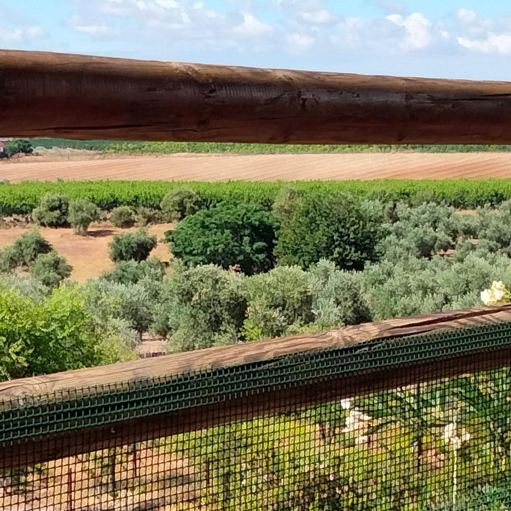 till salu hus på landet Villanueva Del Río Y Minas Vega Del Guadalquivir 13