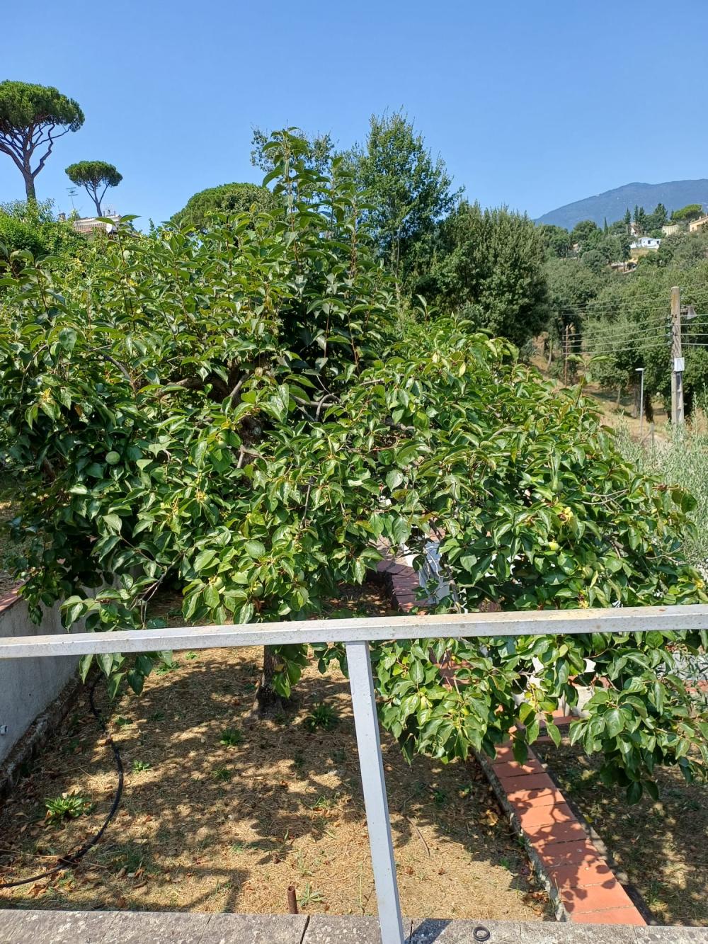  till salu hus Riells I Viabrea Selva 9