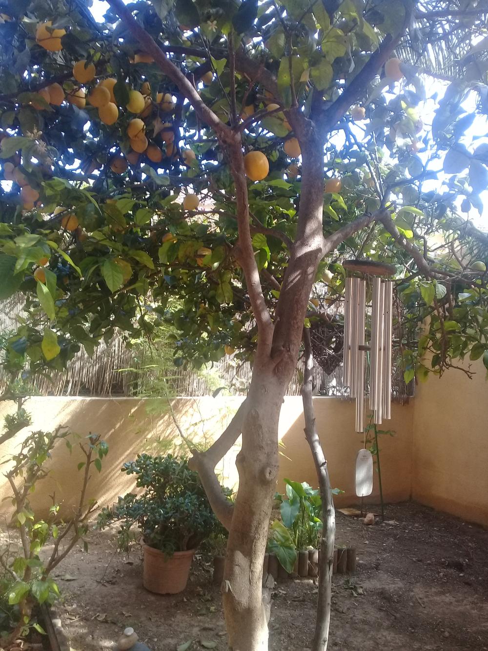  till salu villa Roda De Barà Tarragonès 16
