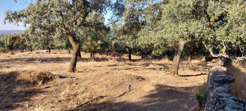  till salu hus på landet Valdezufre Sierra De Huelva 7