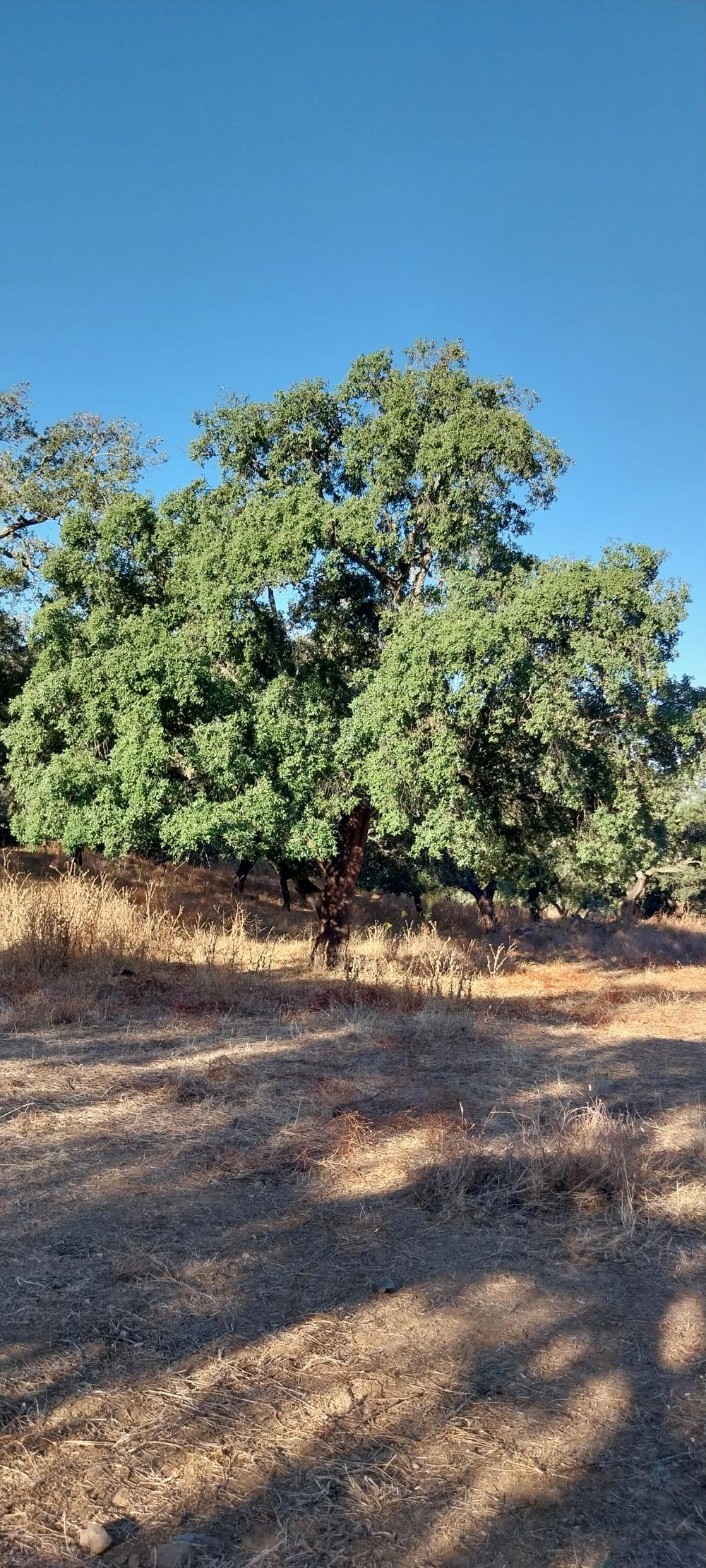  till salu hus på landet Valdezufre Sierra De Huelva 5