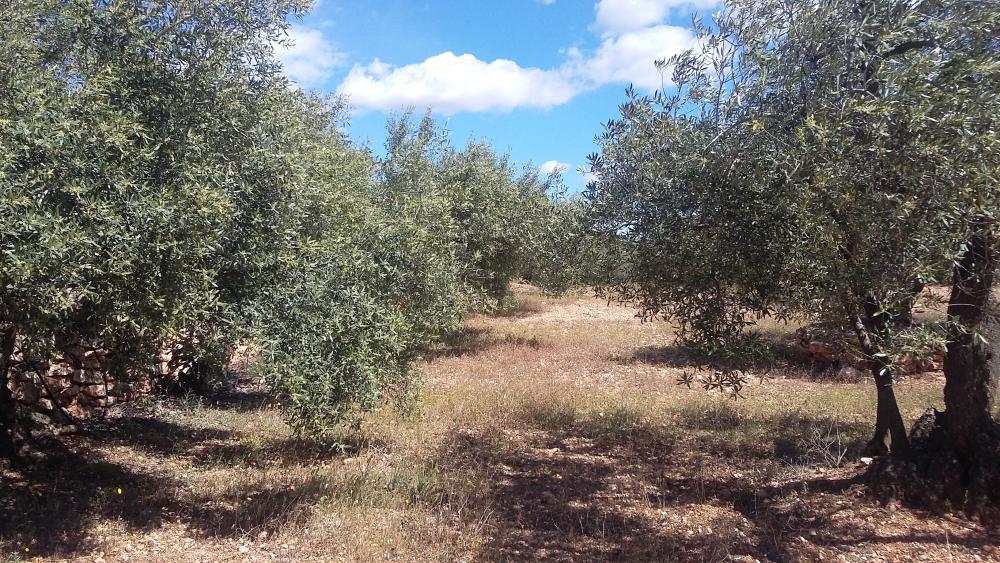  till salu hus på landet L'ampolla Baix Ebre 4