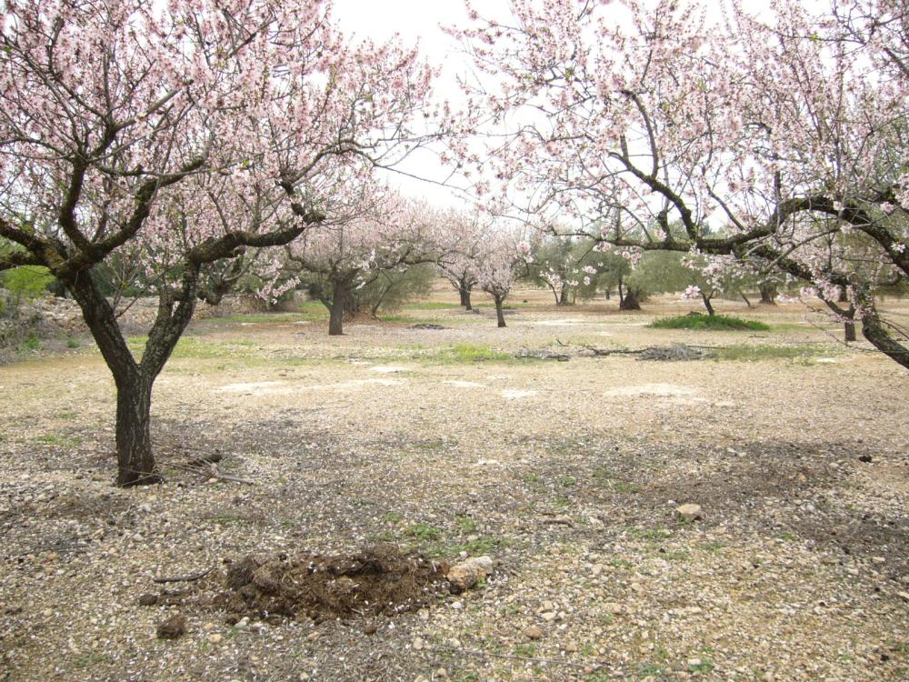  till salu hus på landet L'ampolla Baix Ebre 2