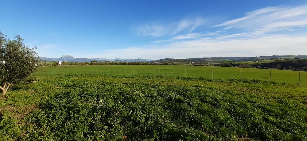  till salu hus på landet Arcos De La Frontera Sierra De Cádiz 46