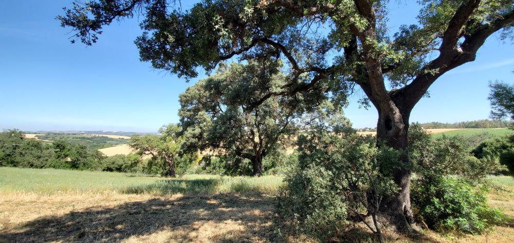  till salu hus på landet Arcos De La Frontera Sierra De Cádiz 42