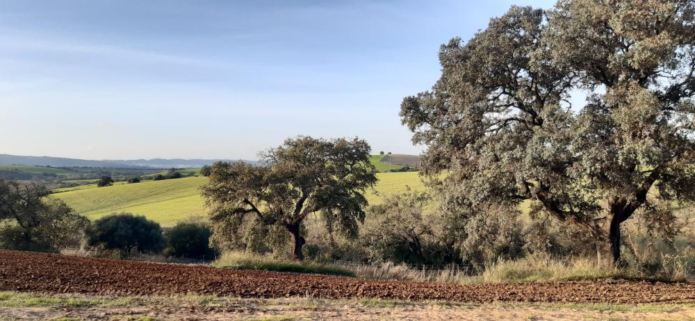  till salu hus på landet Arcos De La Frontera Sierra De Cádiz 47