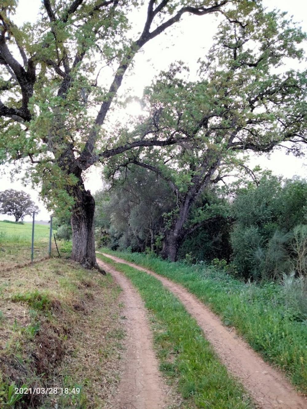 till salu hus på landet Arcos De La Frontera Sierra De Cádiz 38