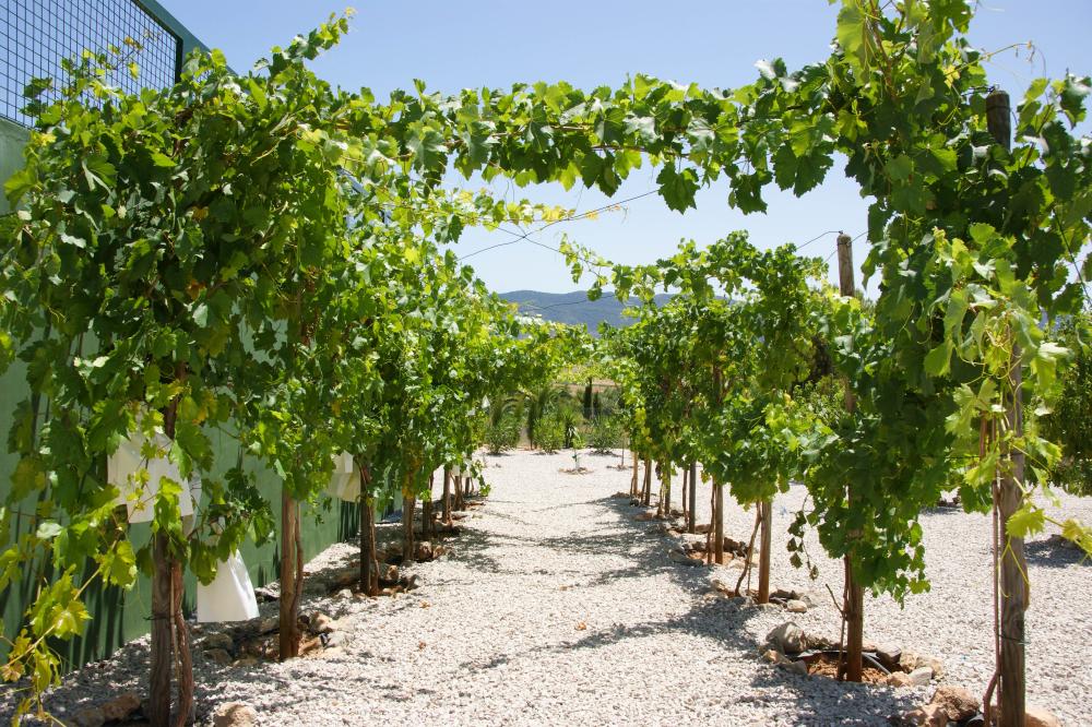  till salu villa Hondón De Las Nieves Vinalopó Mitjà 50