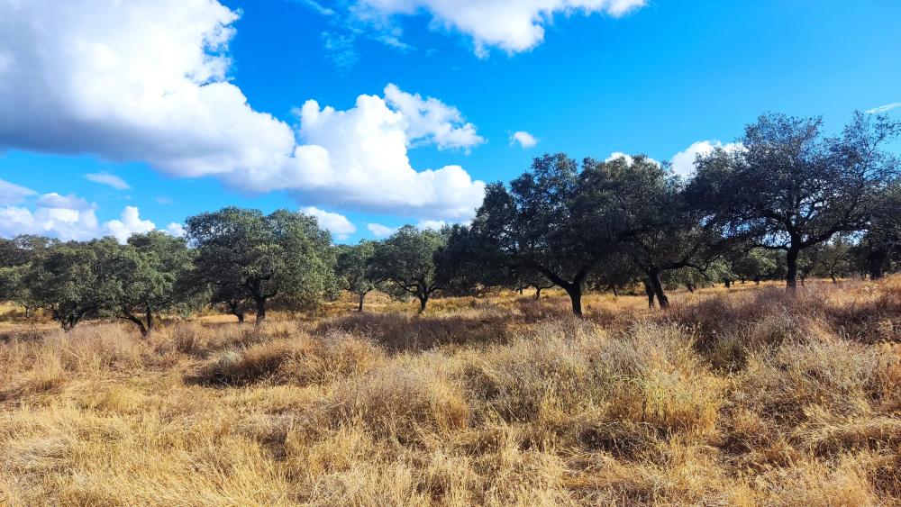  till salu hus på landet Santa Olalla Del Cala Sierra De Huelva 11