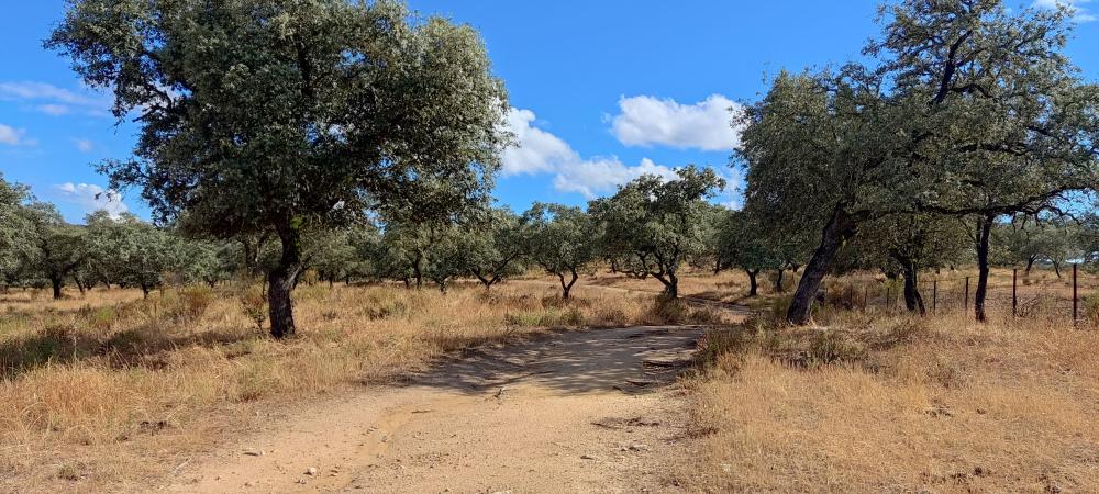  till salu hus på landet Santa Olalla Del Cala Sierra De Huelva 4