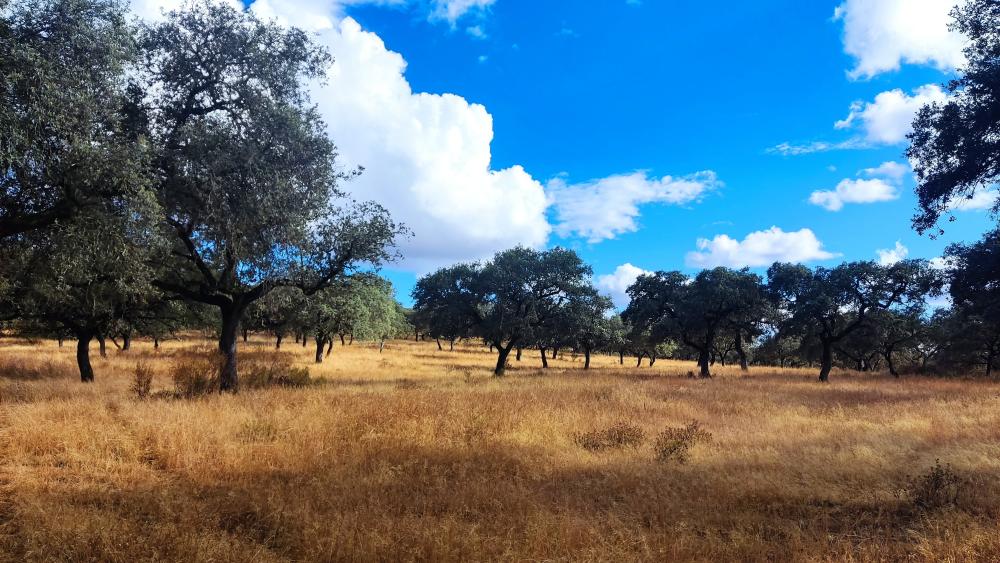  till salu hus på landet Santa Olalla Del Cala Sierra De Huelva 9