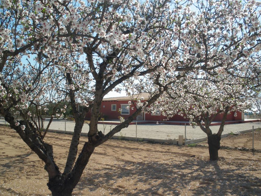  till salu villa Pla De Sant Josep Baix Vinalopó 16