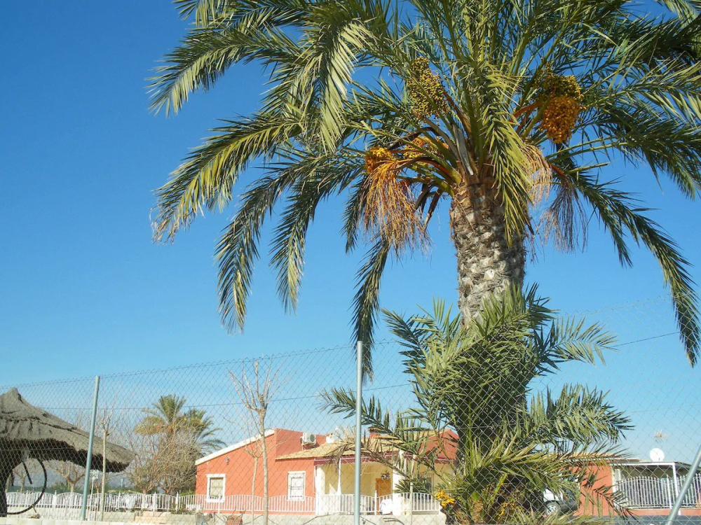  till salu villa Pla De Sant Josep Baix Vinalopó 10