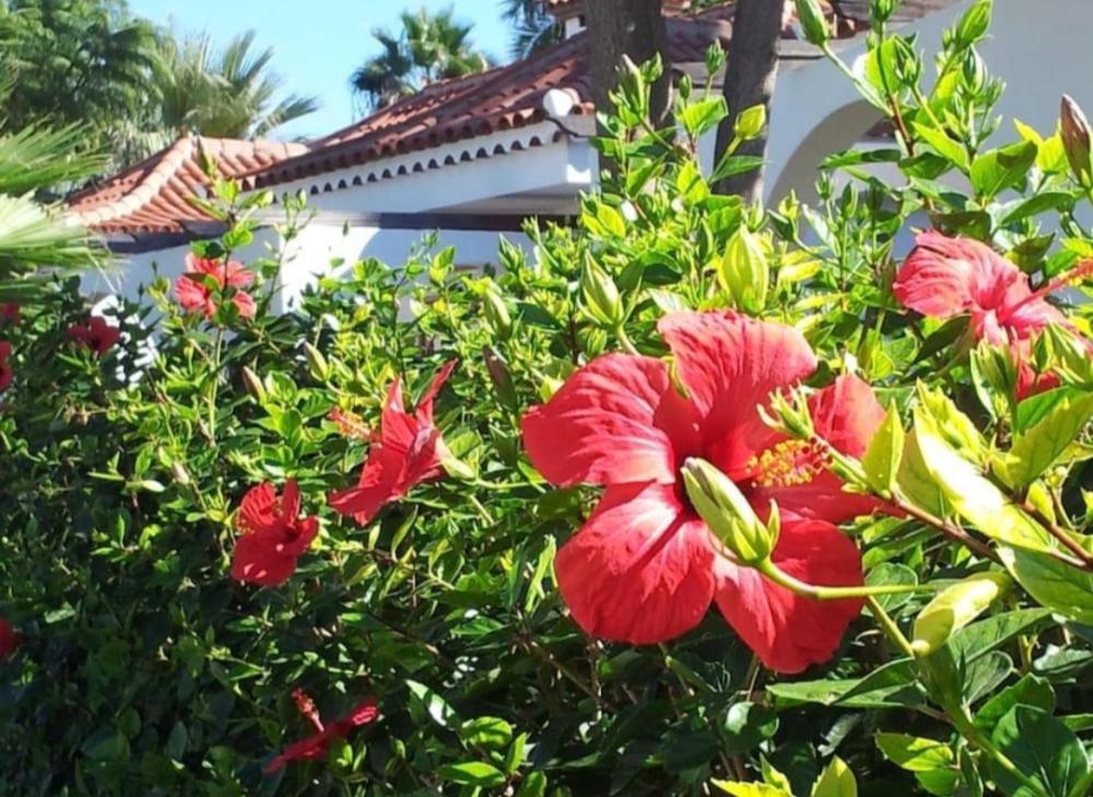  till salu parhus Maspalomas Área Sur 26
