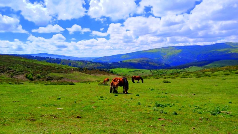  till salu villa La Aguilera Campoo-Los Valles 71