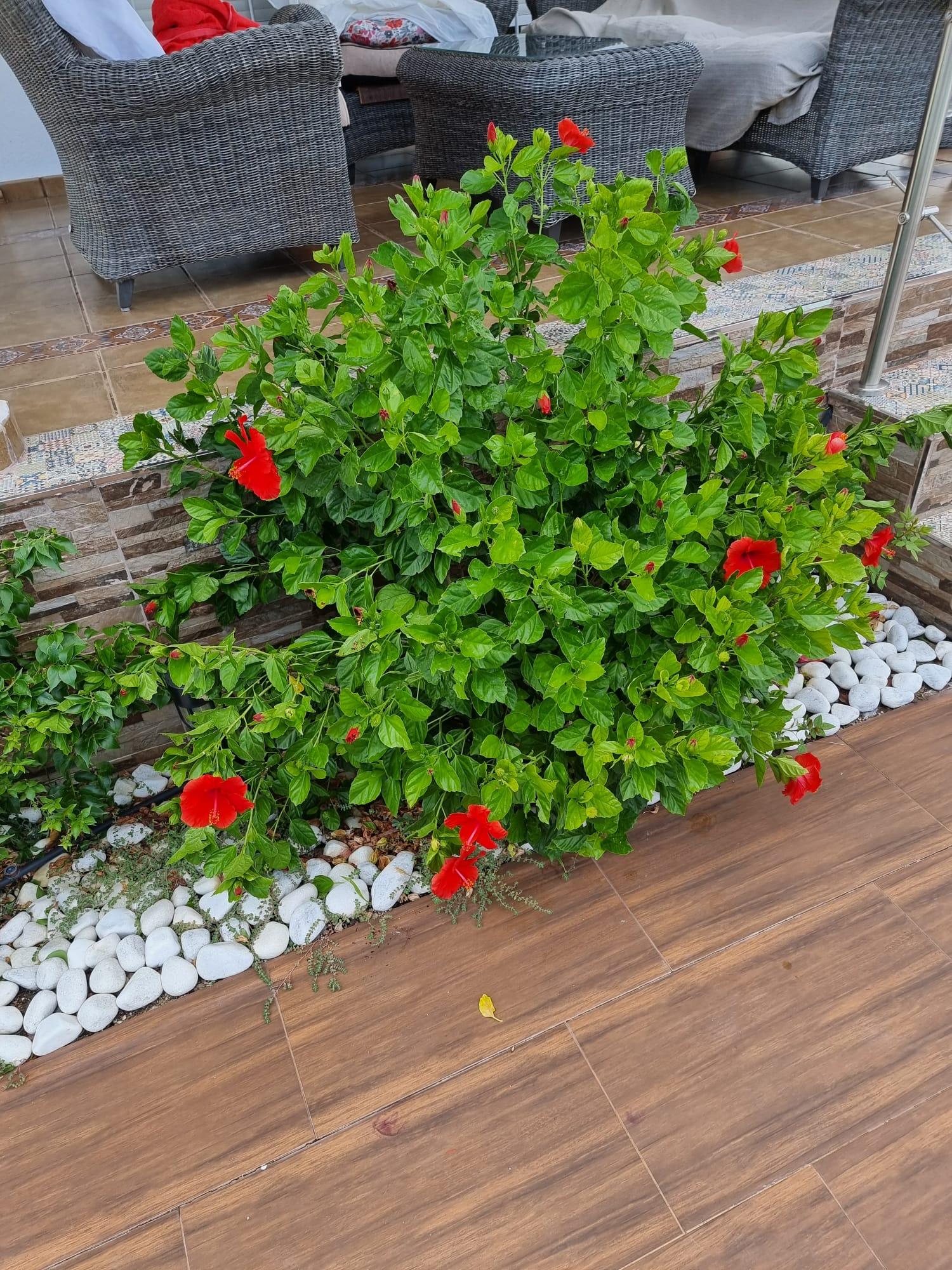  till salu hus Calasparra Noroeste 17