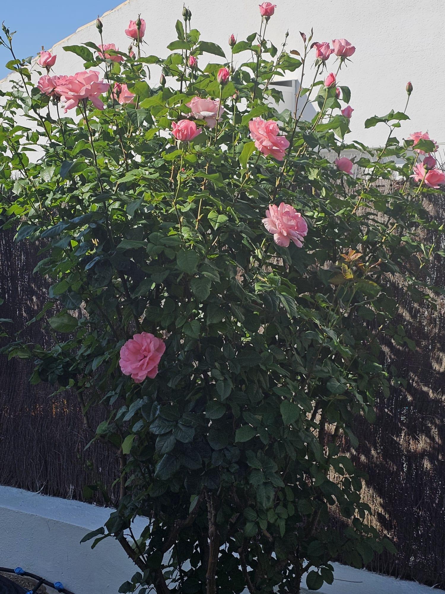  till salu hus Calasparra Noroeste 20