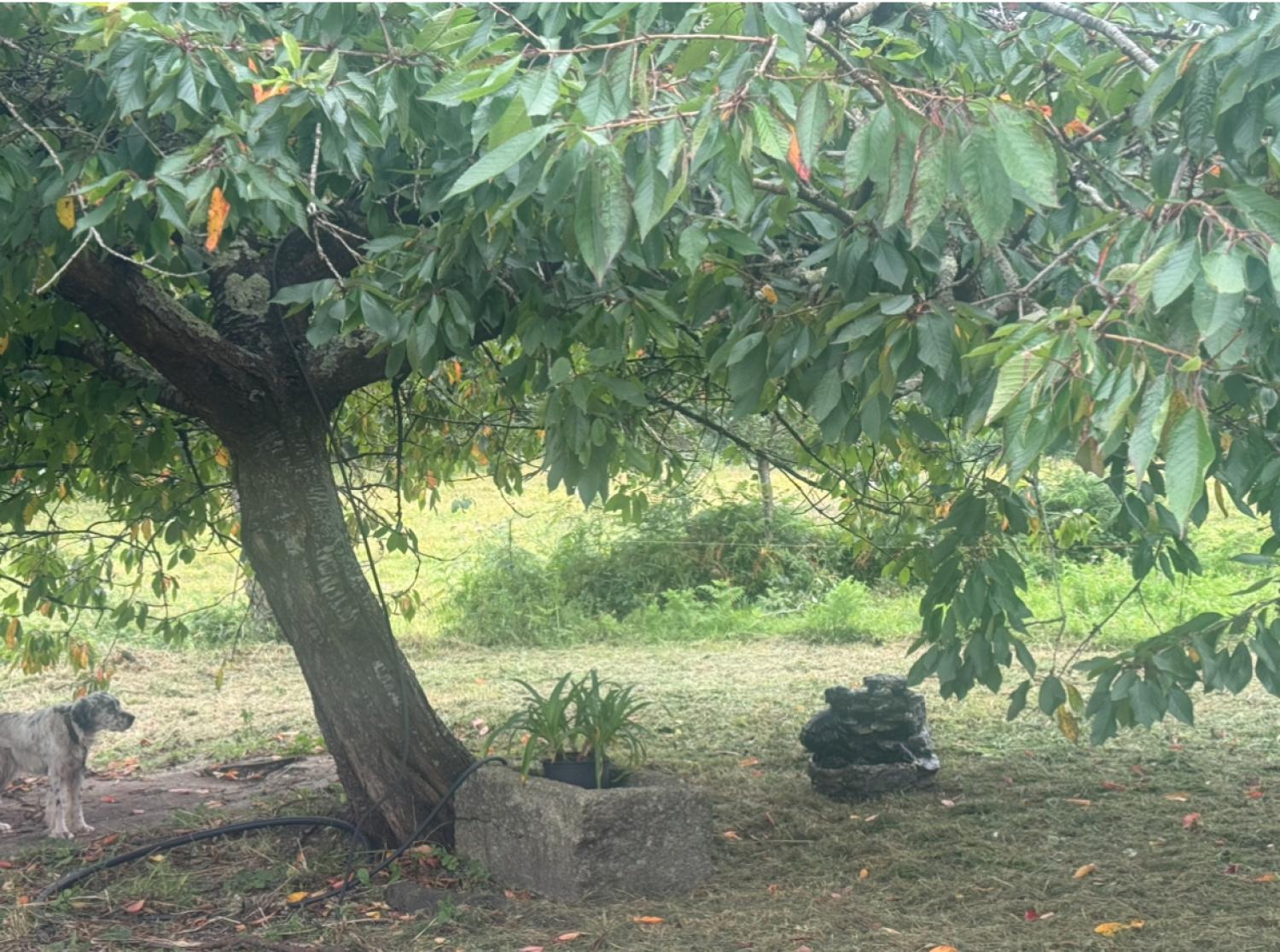  till salu hus Mondoñedo Mariña Central 38