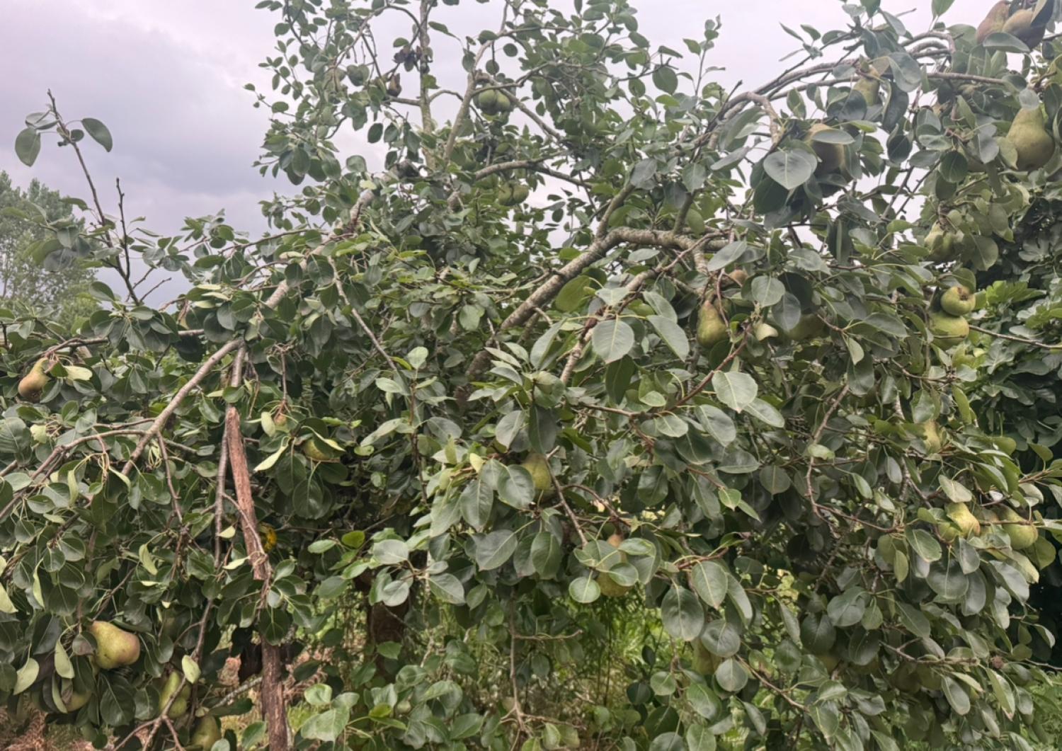  till salu hus Mondoñedo Mariña Central 41