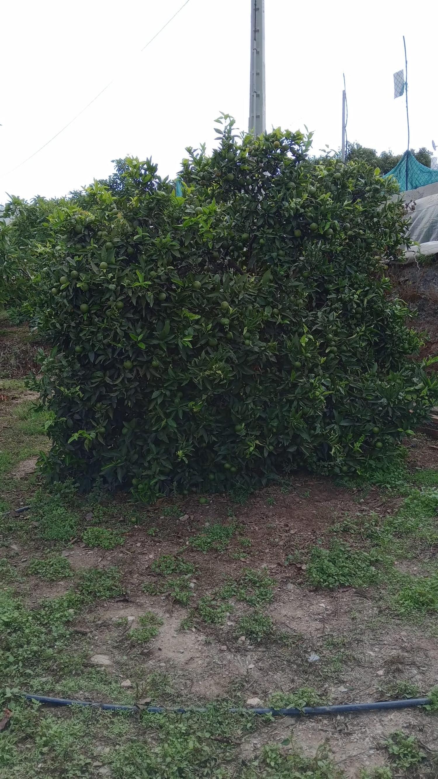  till salu radhus Puntalón Costa Tropical 12