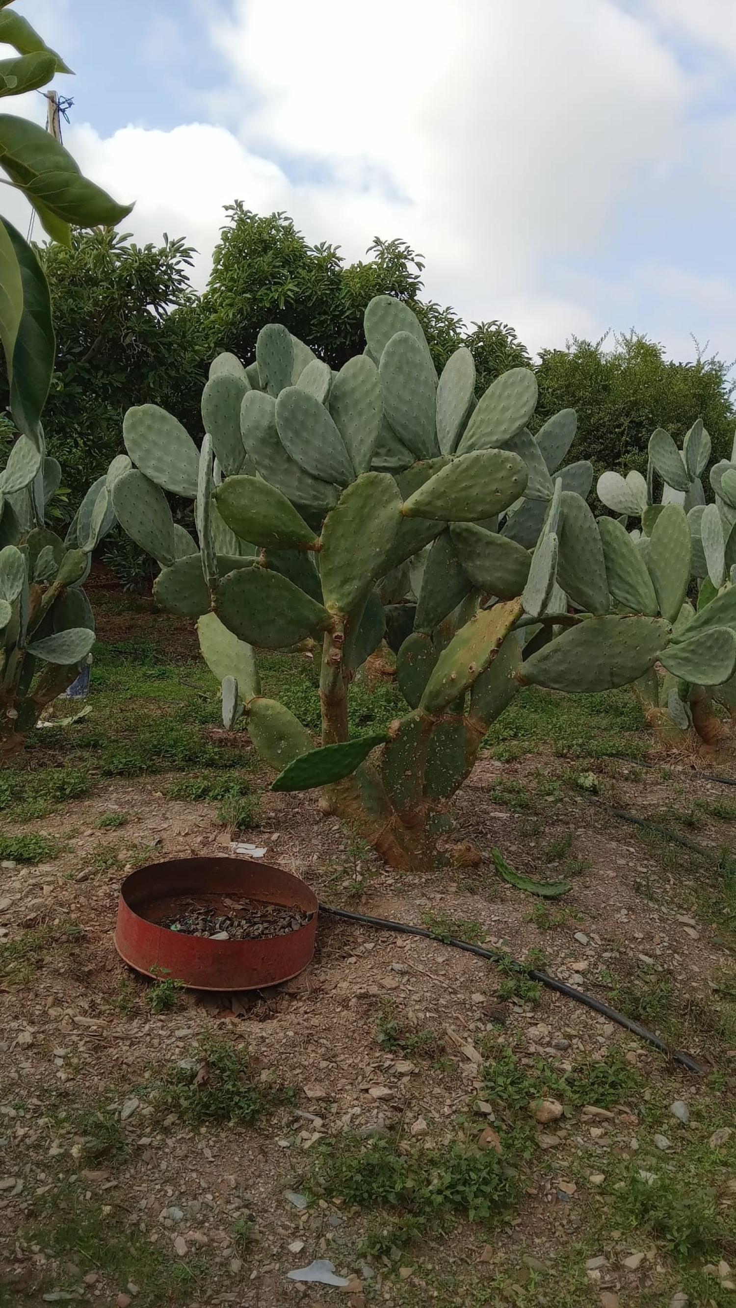  till salu radhus Puntalón Costa Tropical 10