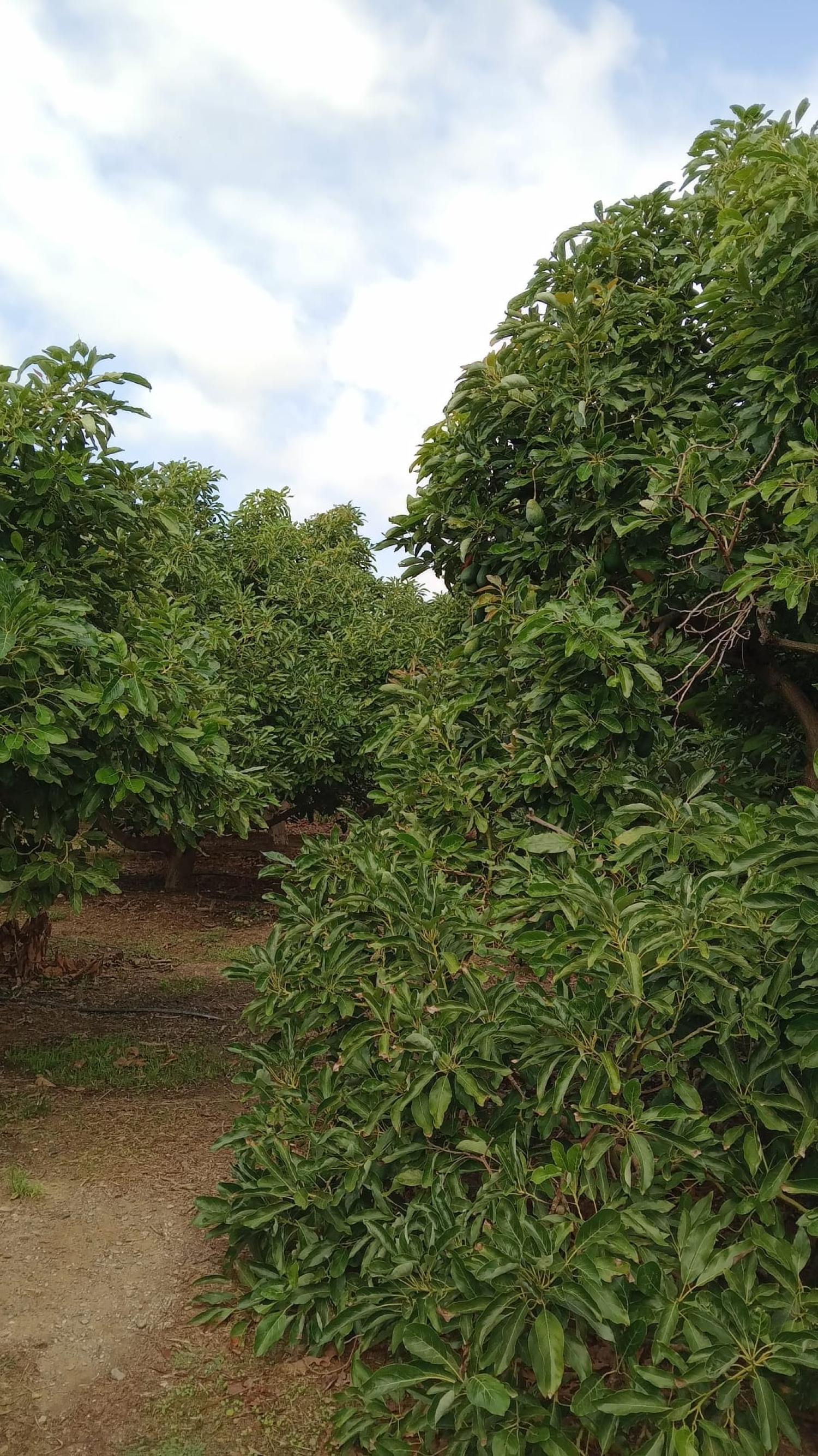  till salu radhus Puntalón Costa Tropical 13