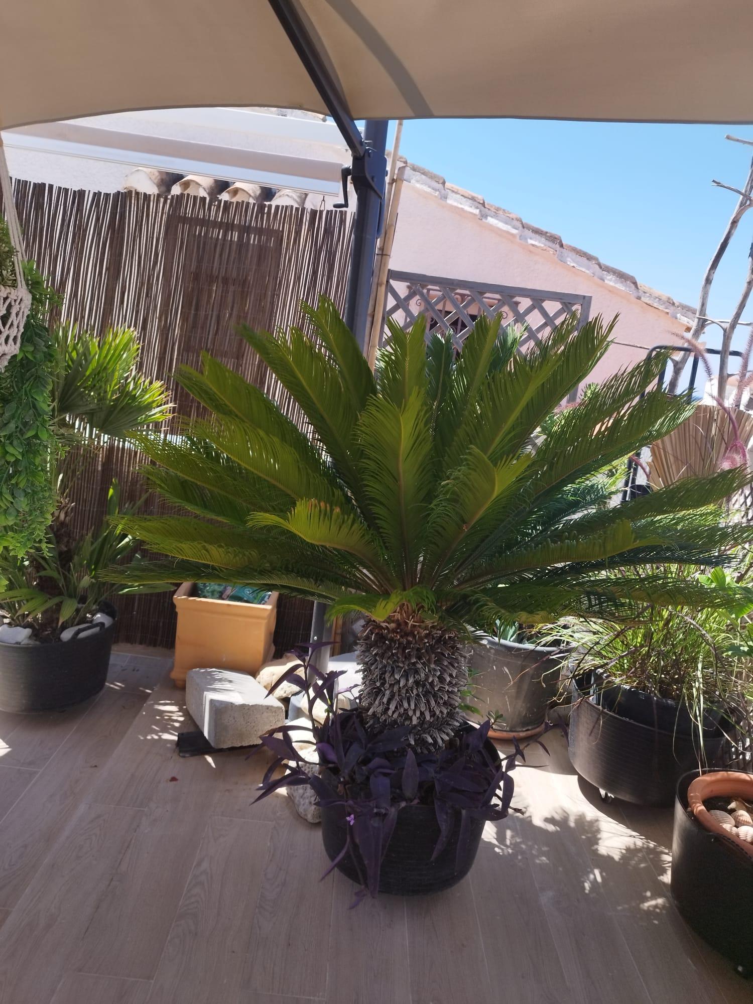  till salu hus Estepona Costa Del Sol Occidental 10