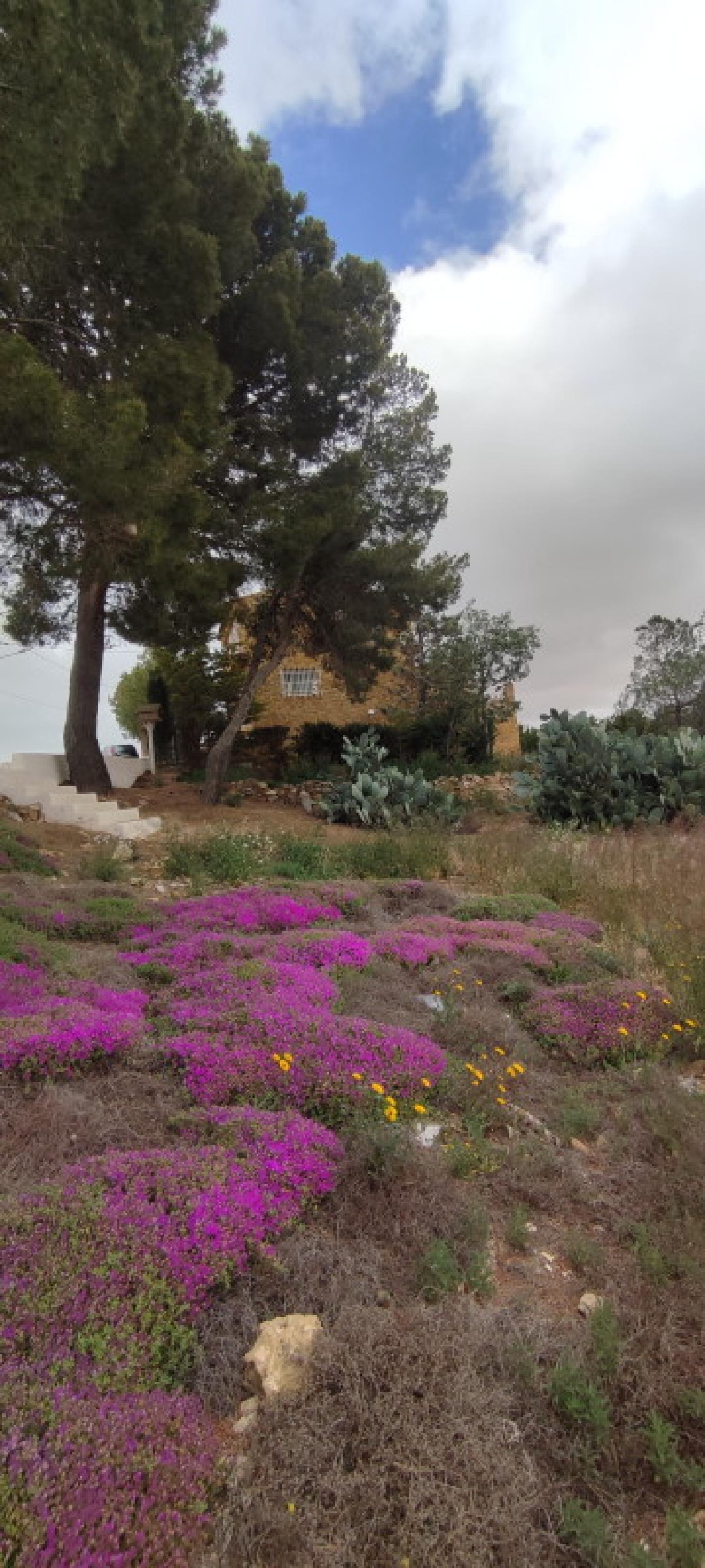  till salu hus La Higuera Monte Ibérico Almansa 4