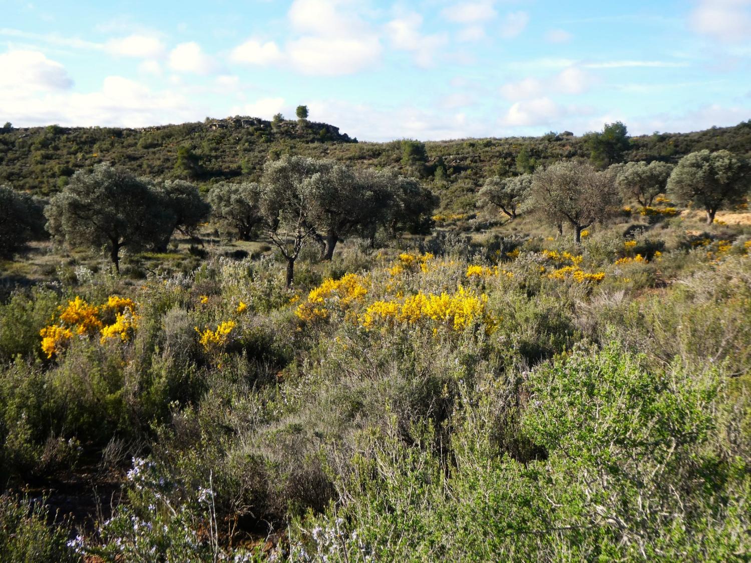  till salu hus på landet Fabara Bajo Aragón-Caspe 26