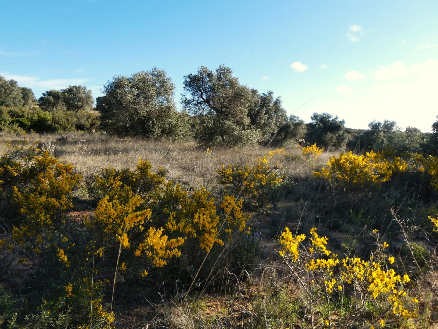 till salu hus på landet Fabara Bajo Aragón-Caspe 17