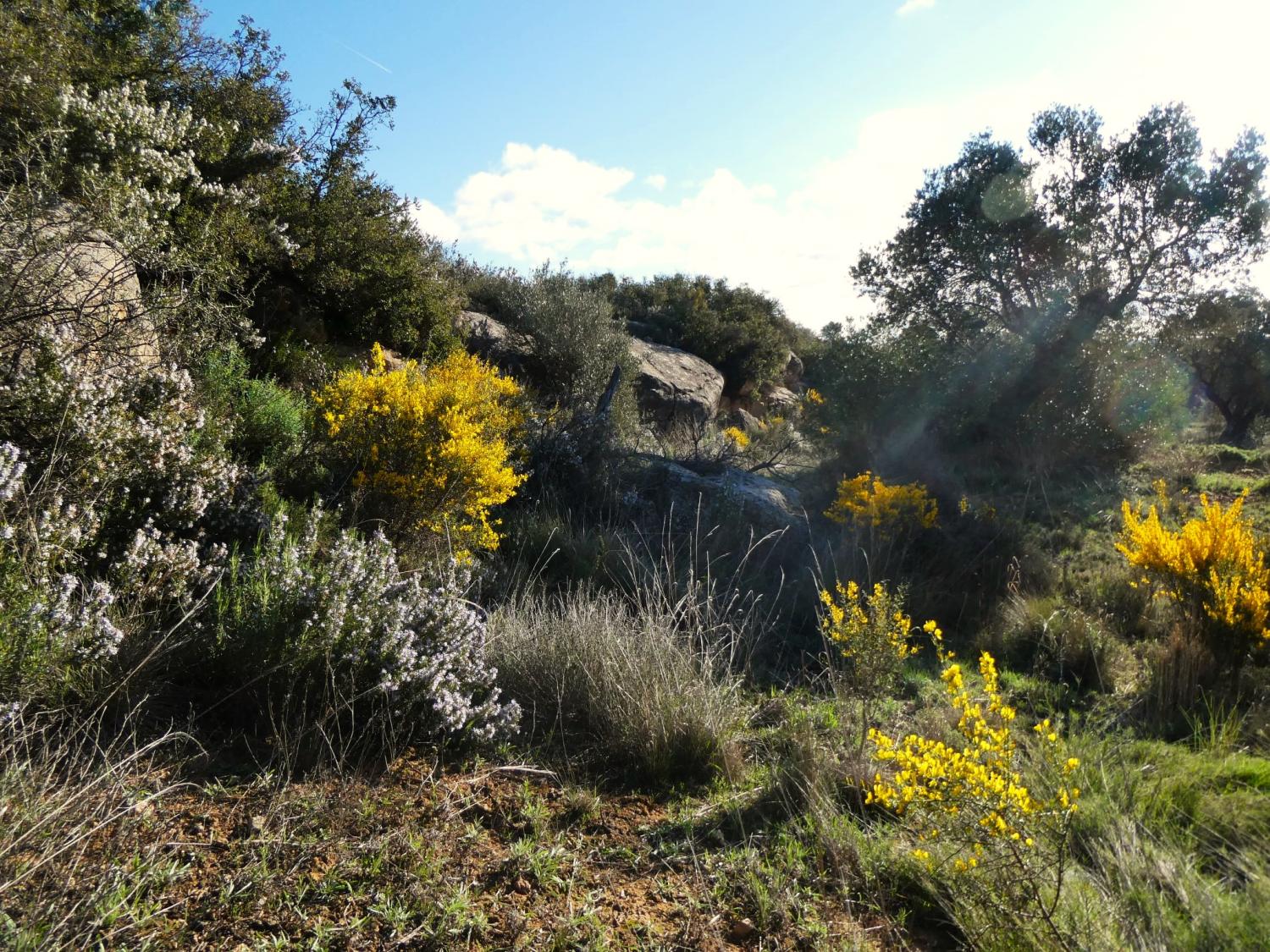  till salu hus på landet Fabara Bajo Aragón-Caspe 21