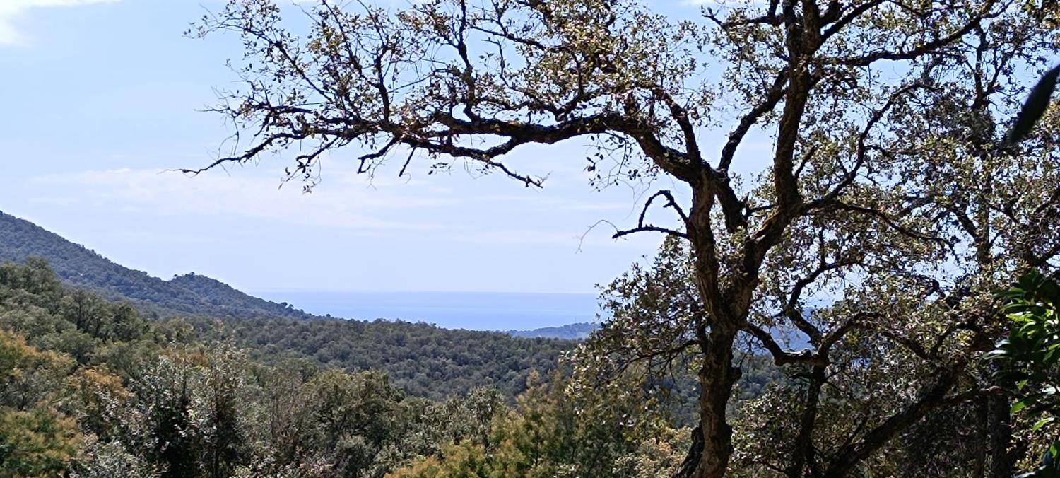  till salu tomt Fontbona Gironès 2